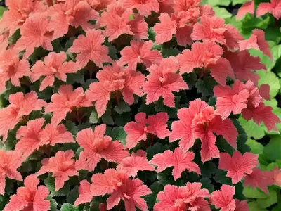 Coral Bells (Heuchera ‘Melting Fire’)