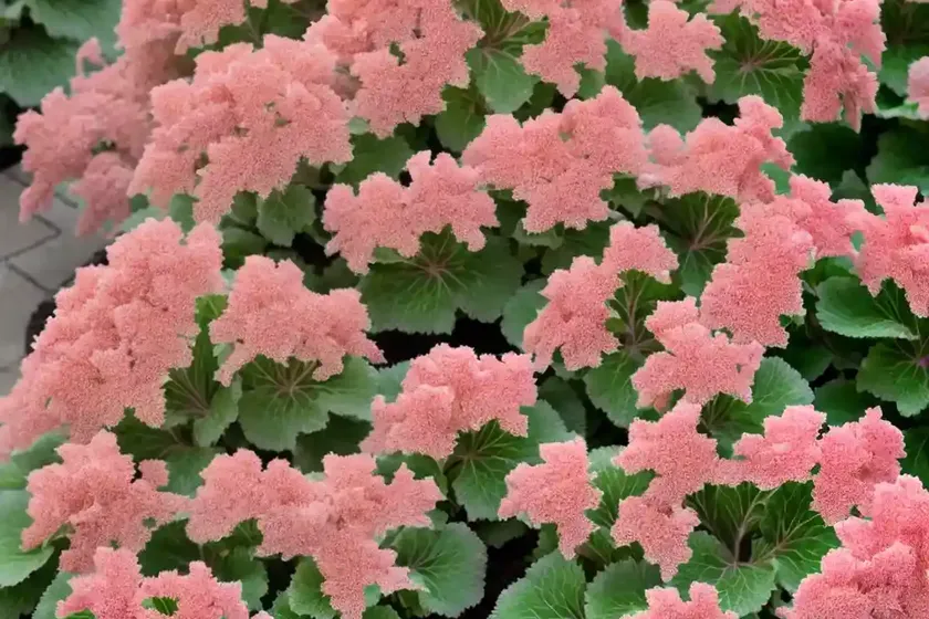 Coral bells (heuchera ‘rachel’) — photo 2