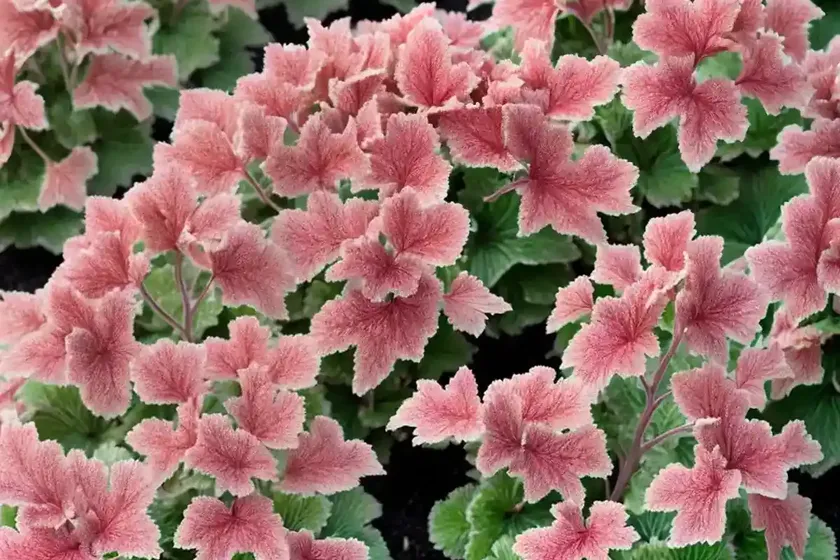 Coral bells (heuchera ‘rachel’) — photo 3