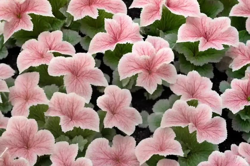 Coral Bells (Heuchera ‘Snow Angel’) — photo 2