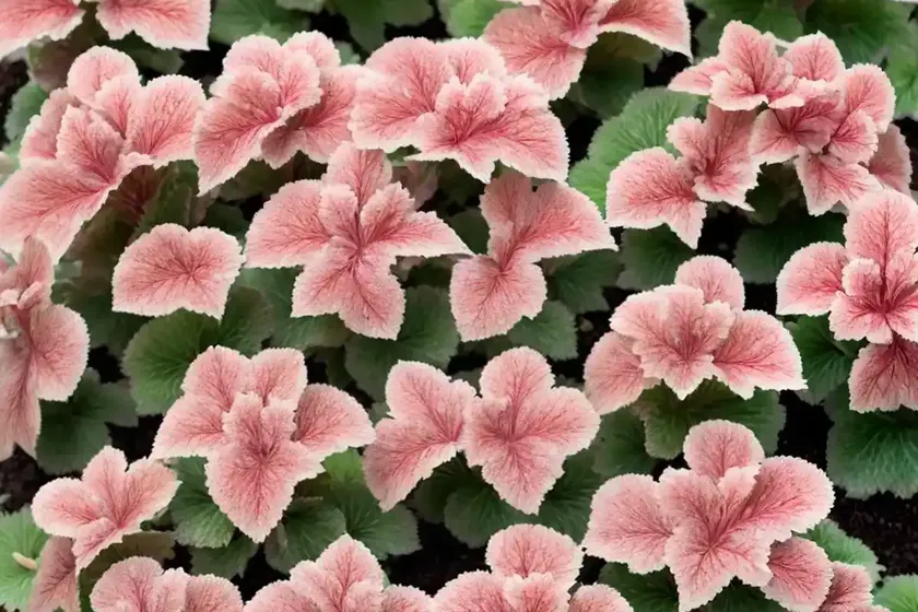 Coral Bells (Heuchera ‘Snow Angel’) — photo 3