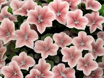 Coral Bells (Heuchera ‘Snow Angel’)