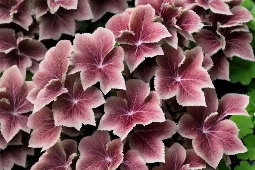 Coral Bells (Heuchera ‘Sparkling Burgundy’) — photo 2