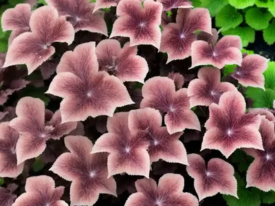 Coral Bells (Heuchera ‘Sparkling Burgundy’)