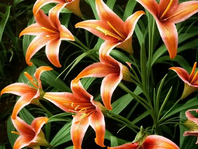 Coral Lily (Lilium Pumilum)