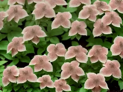 Coral Porterweed (Stachytarpheta Mutabilis)