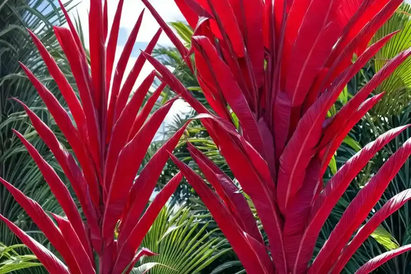 Cordyline australis ‘red sensation’ (cabbage tree) — photo 2
