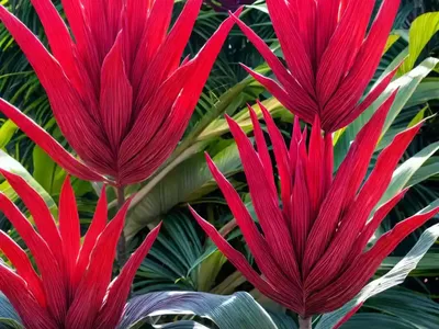 Cordyline Australis ‘Red Sensation’ (Cabbage Tree)