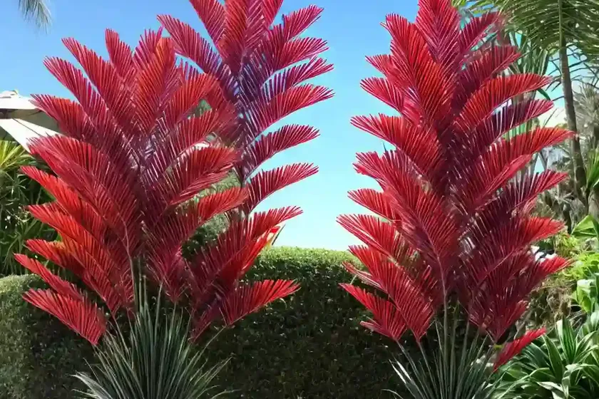 Cordyline australis ‘red star’ (cabbage tree) — photo 3