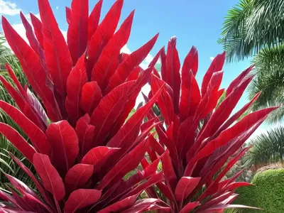 Cordyline Australis ‘Red Star’ (Cabbage Tree)