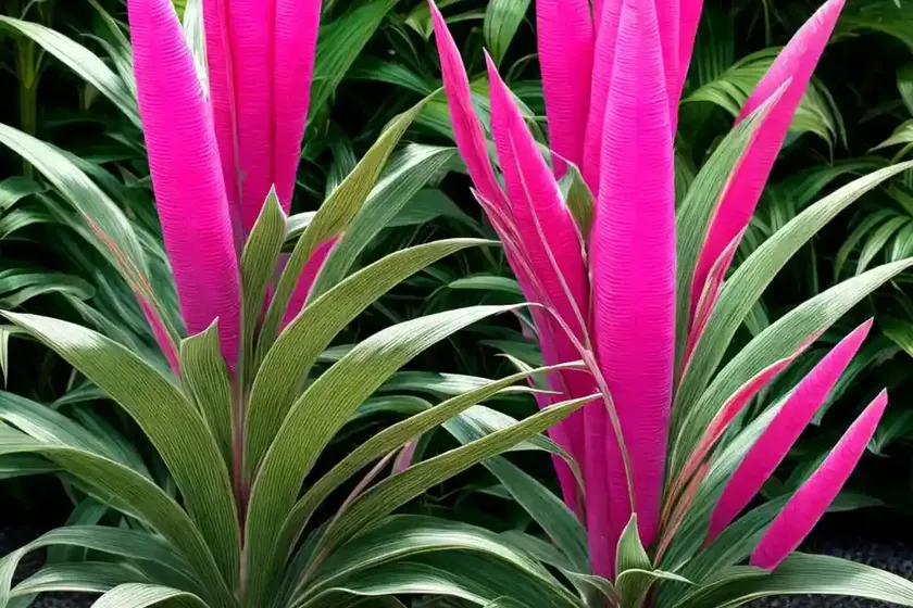 Cordyline electric pink (cordyline banksii electric pink’) — photo 3
