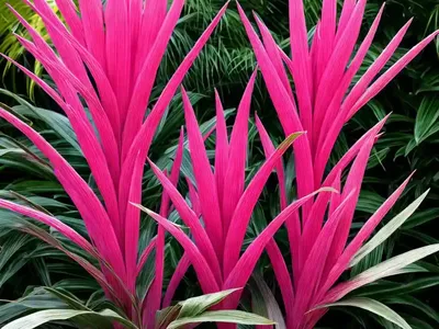 Cordyline Electric Pink (Cordyline Banksii Electric Pink’)