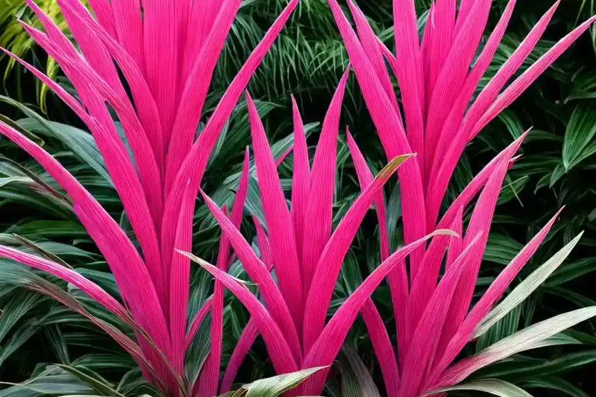 Cordyline electric pink (cordyline banksii electric pink’)