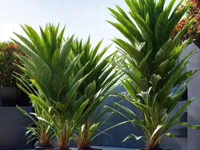 Cordyline Fruticosa (Tiplant)