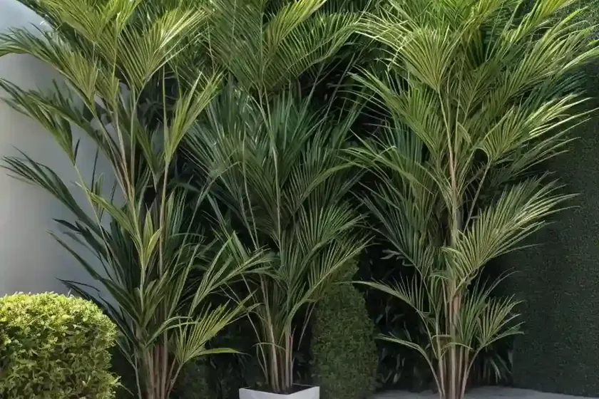 Cordyline petiolaris (cordyline petiolaris) — photo 2