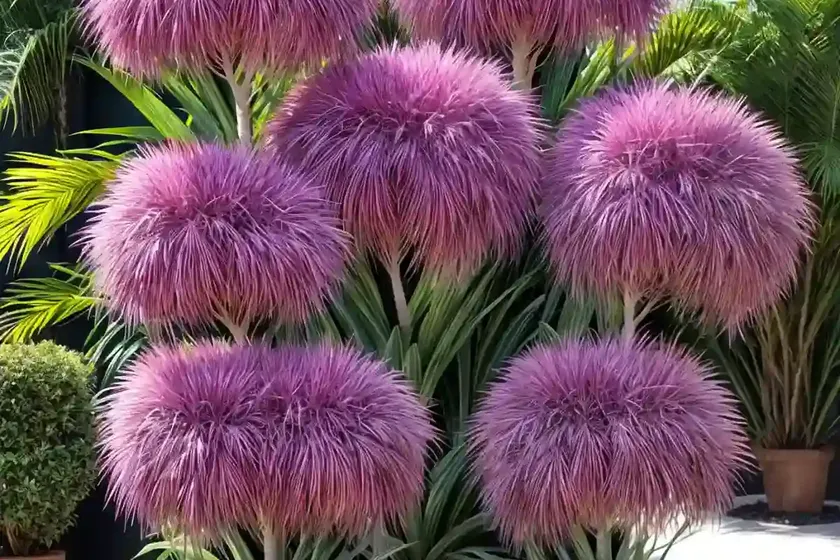 Cordyline ‘pink passion’ (cabbage tree) — photo 3