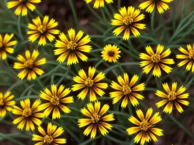 Coreopsis Pubescens (Star Tickseed)