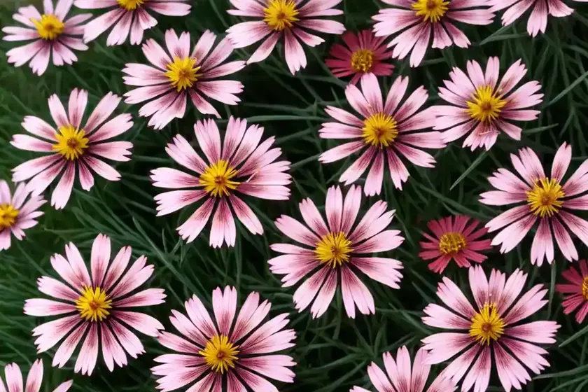 Coreopsis rosea ‘american dream’ (pink tickseed) — photo 2