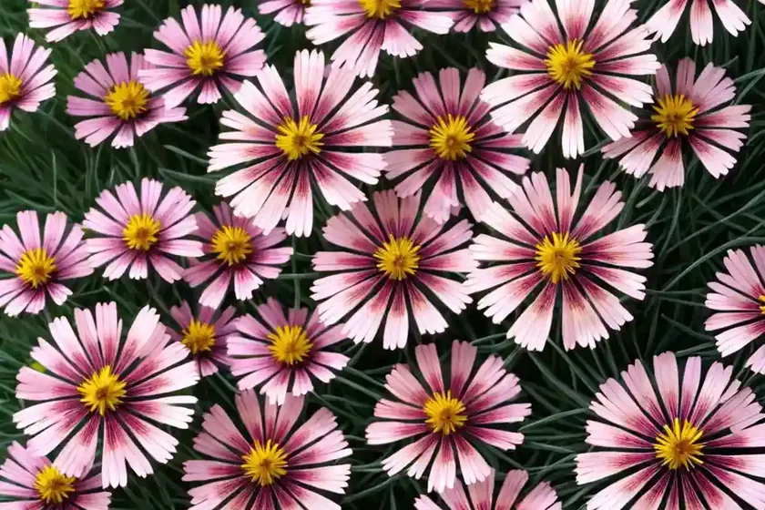 Coreopsis rosea ‘american dream’ (pink tickseed) — photo 3