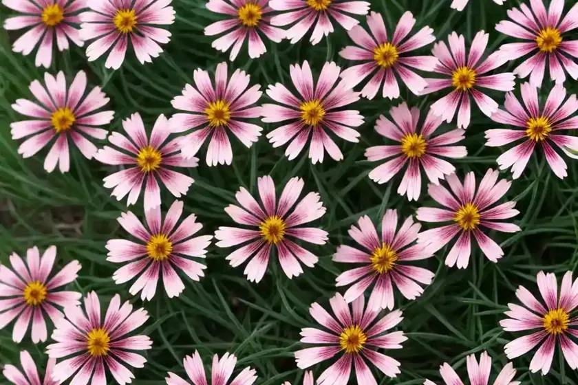 Coreopsis rosea ‘sweet dreams’ (pink tickseed) — photo 2