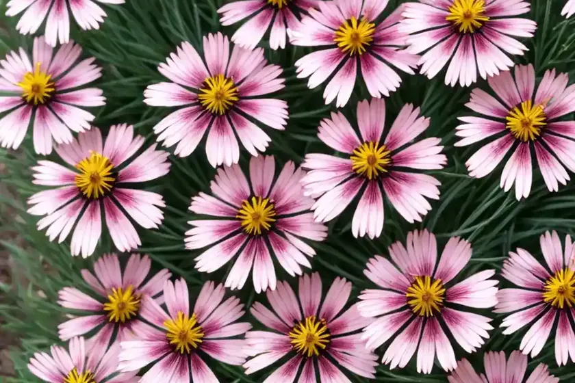 Coreopsis rosea ‘sweet dreams’ (pink tickseed) — photo 3