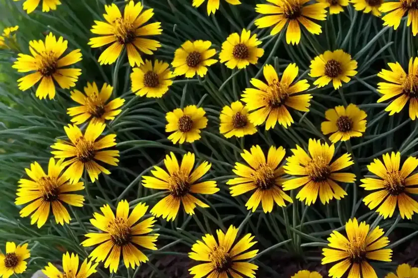 Coreopsis Tinctoria ‘Mardi Gras’ (Tickseed) — photo 3