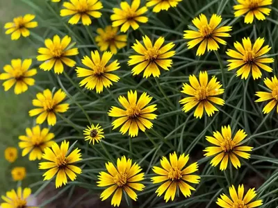 Coreopsis Tinctoria ‘Mardi Gras’ (Tickseed)