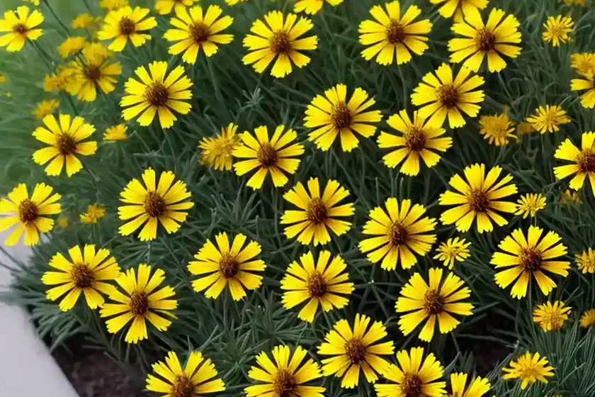 Coreopsis tinctoria (tickseed) — photo 3