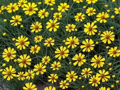 Coreopsis Tinctoria (Tickseed)