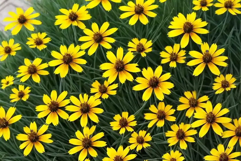Coreopsis tripteris (tall tickseed) — photo 2