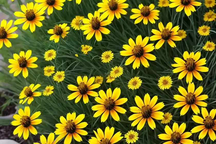 Coreopsis tripteris (tall tickseed) — photo 3