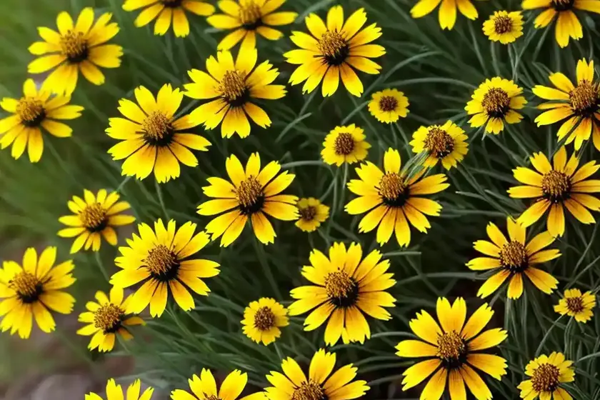 Coreopsis tripteris (tall tickseed)