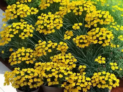 Coreopsis UPTICK� Cream And Red (Tickseed)