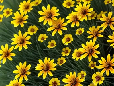 Coreopsis UPTICK� Cream (Tickseed)