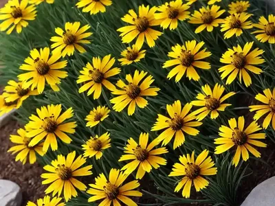Coreopsis UPTICK� Gold And Bronze (Tickseed)