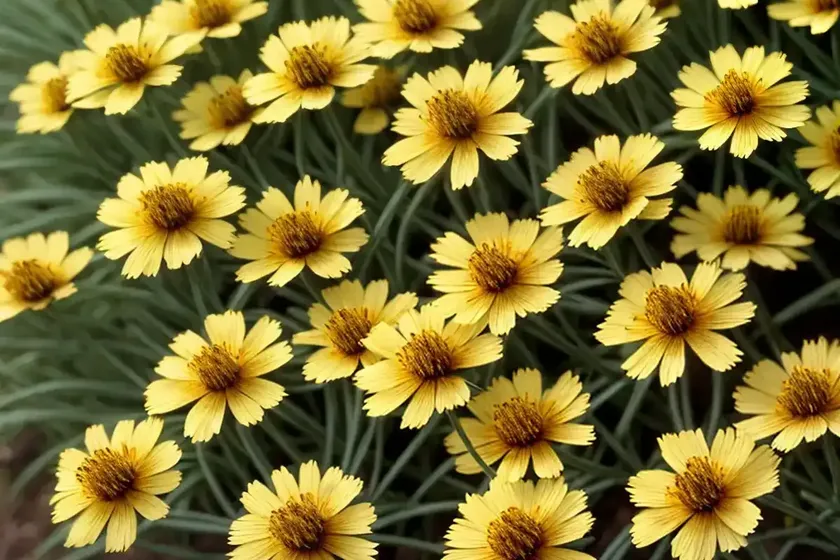 Coreopsis verticillata creme brulee (threadleaf coreopsis) — photo 2