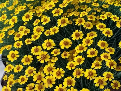 Coreopsis Verticillata Creme Brulee (Threadleaf Coreopsis)