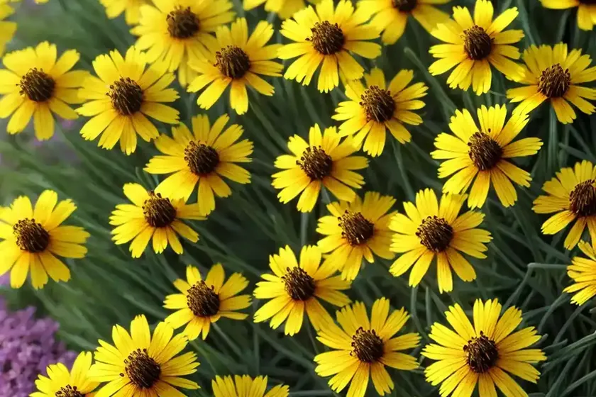 Coreopsis verticillata (threadleaf coreopsis) — photo 2