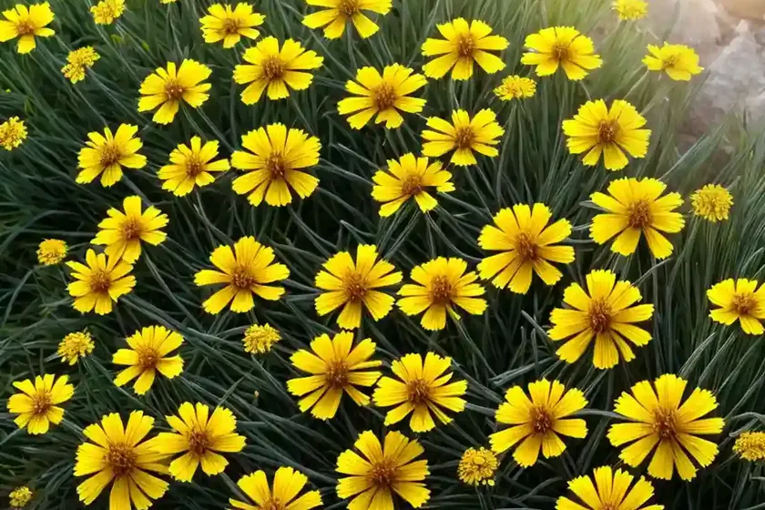 Coreopsis verticillata (threadleaf coreopsis) — photo 3