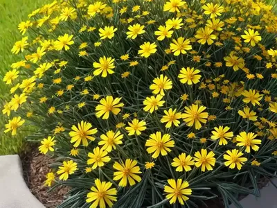 Coreopsis Verticillata (Threadleaf Coreopsis)