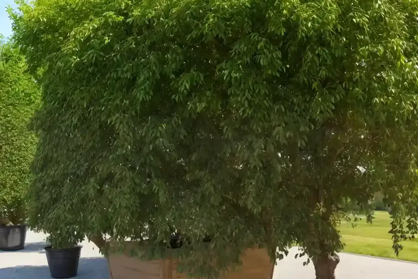 Cork elm (ulmus thomasii) — photo 2