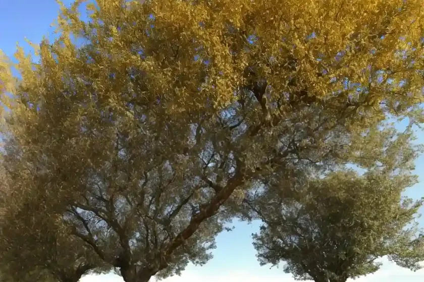 Cork elm (ulmus thomasii) — photo 3