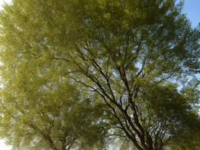 Cork Elm (Ulmus Thomasii)