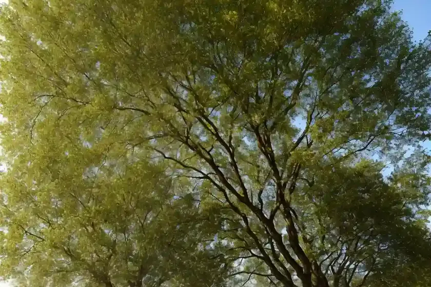 Cork elm (ulmus thomasii)
