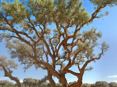 Cork Oak (Quercus Suber)