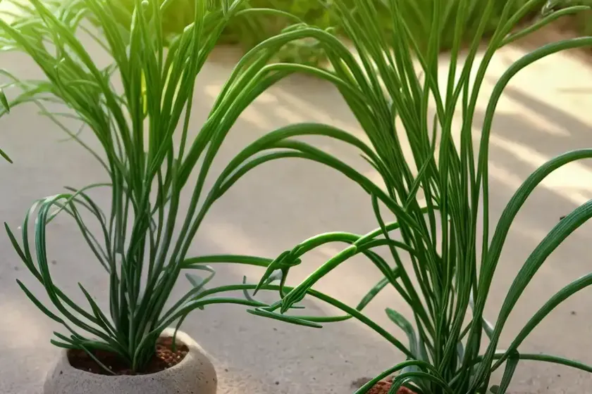 Corkscrew Albuca (Albuca Spiralis) — photo 3