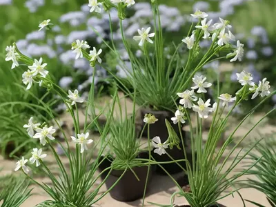 Corkscrew Albuca (Albuca Spiralis)