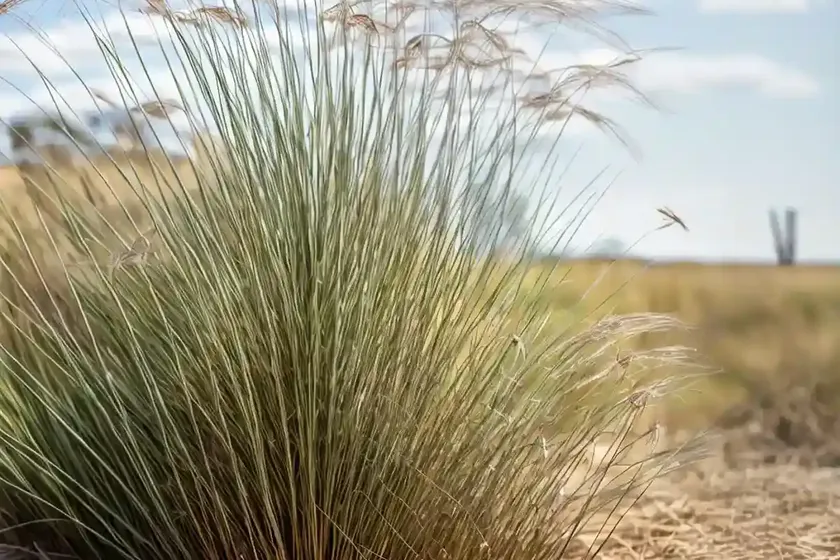 Corkscrew rush (juncus effusus ‘spiralis’) — photo 2