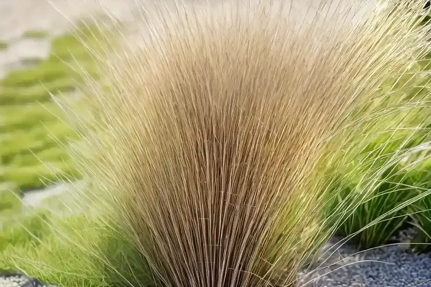Corkscrew rush (juncus effusus ‘spiralis’) — photo 3
