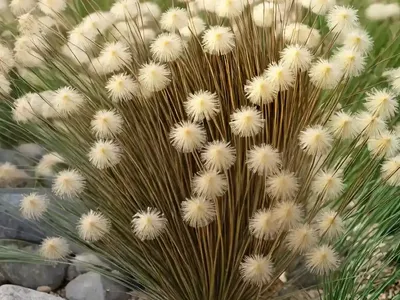 Corkscrew Rush (Juncus Effusus ‘spiralis’)